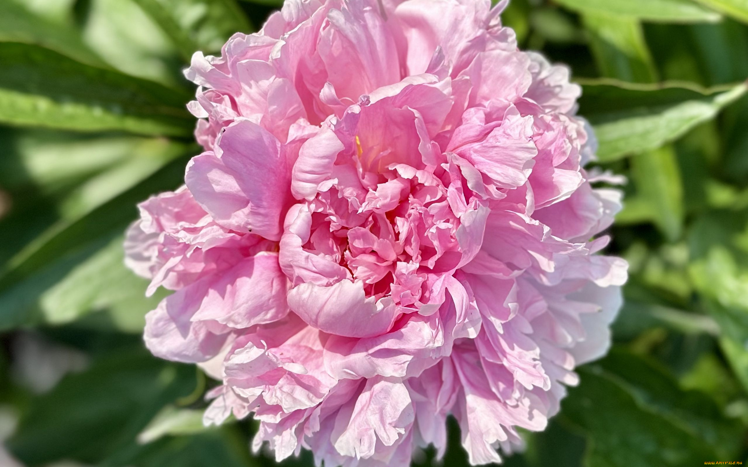 �����, �����, �������, ����, �����